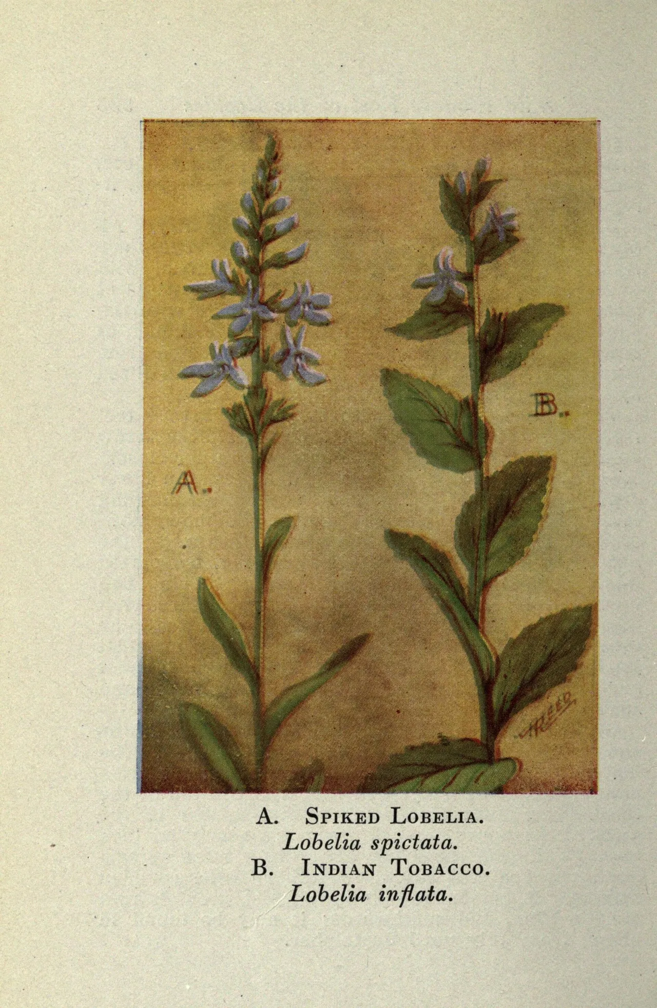 Pale-spiked lobelia (Lobelia spicata)