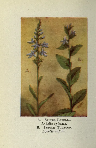 Pale-spiked lobelia