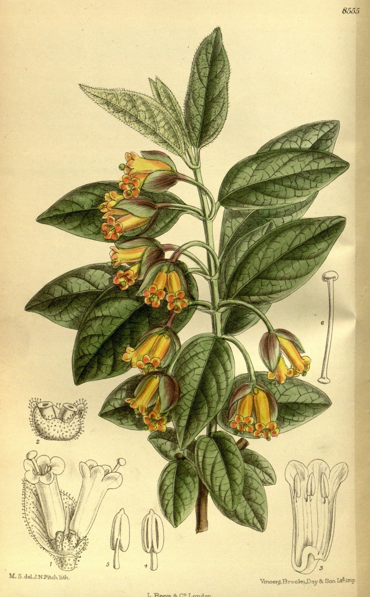 Twinberry honeysuckle (Lonicera involucrata)