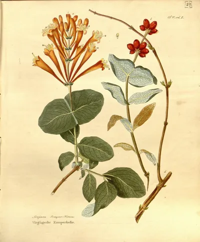 Coral honeysuckle