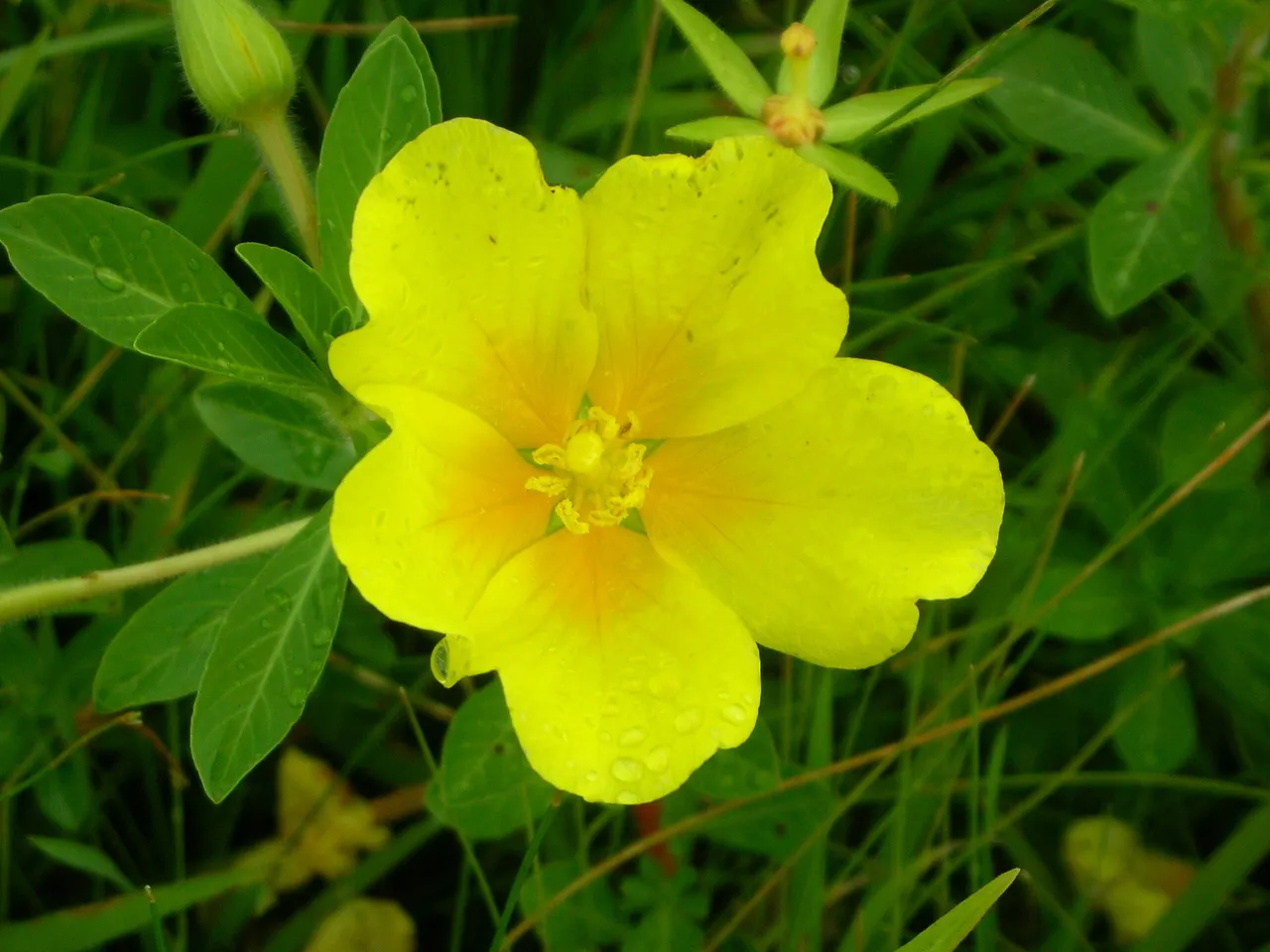 Floating primrose-willow (Ludwigia peploides)