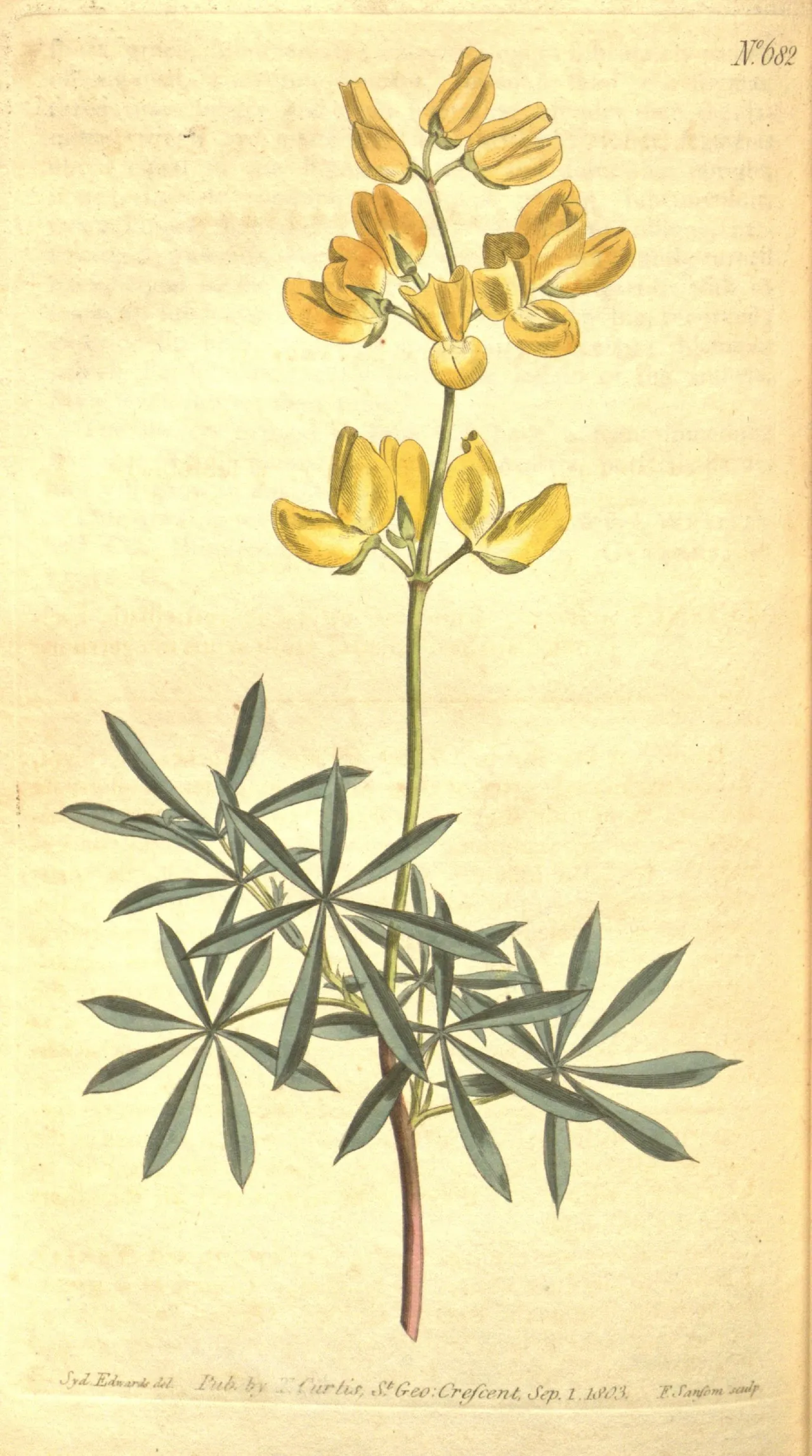 Coastal bush lupine (Lupinus arboreus)