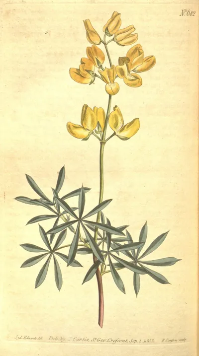 Coastal bush lupine