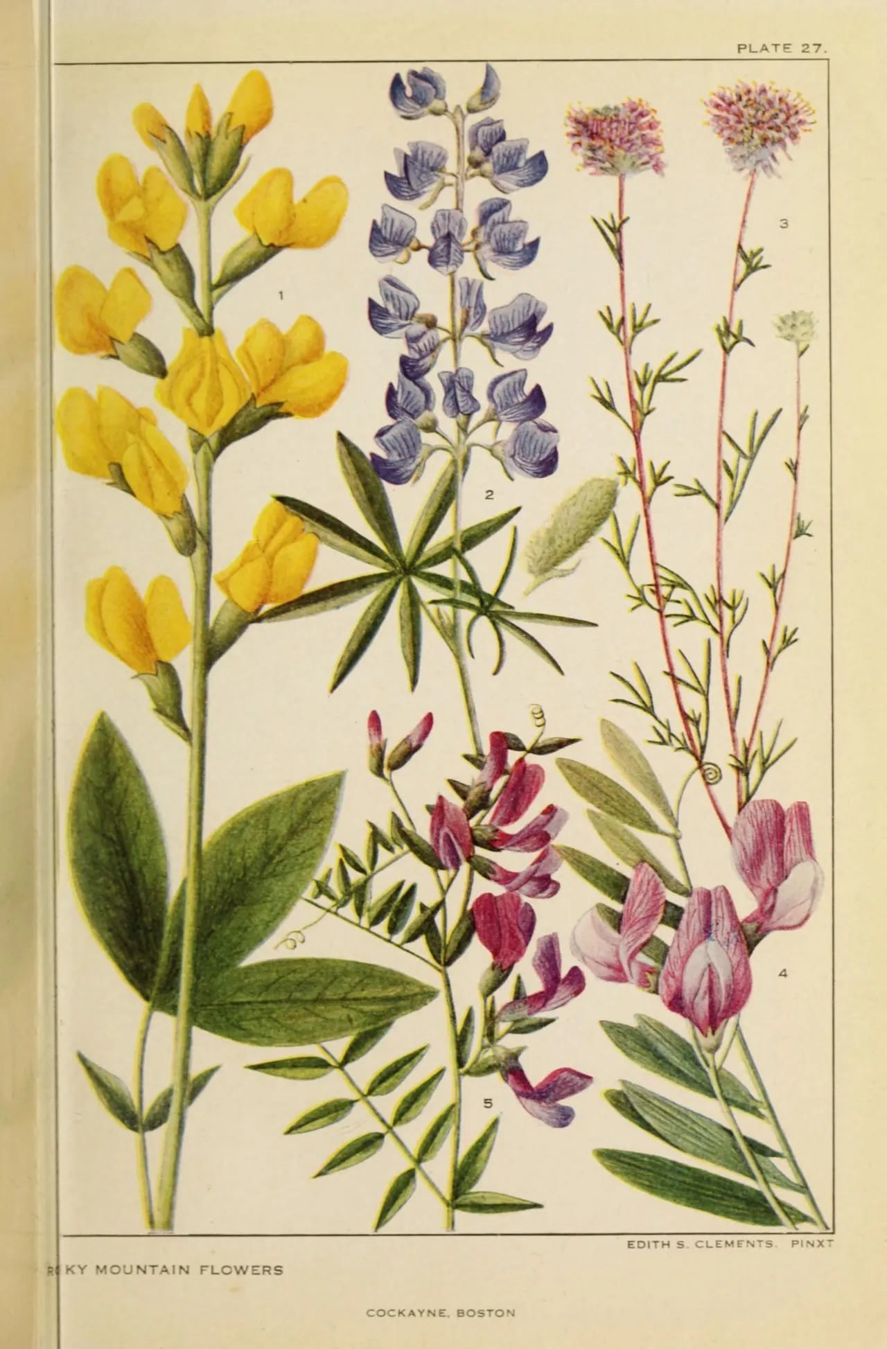 Silvery lupine (Lupinus argenteus)