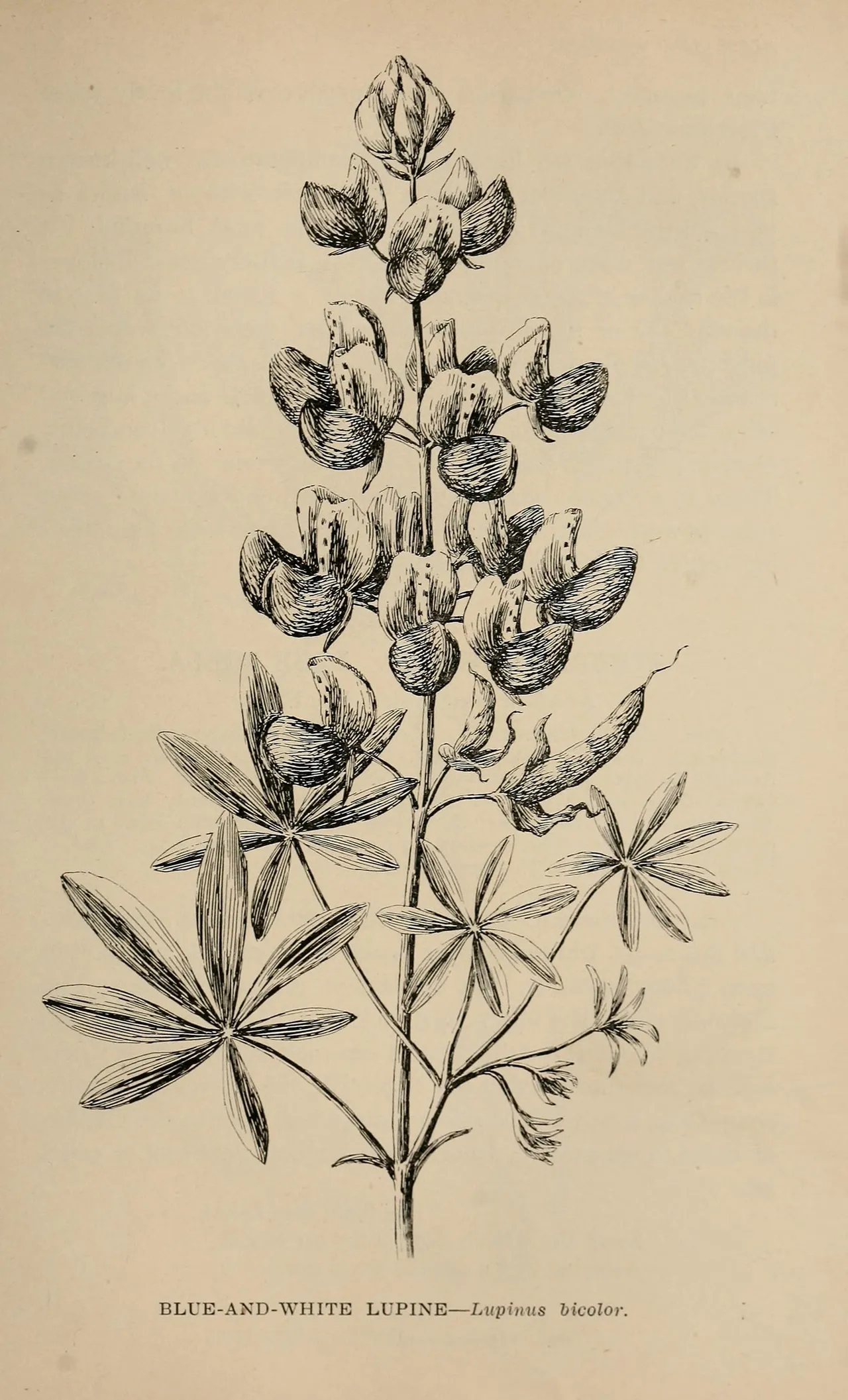 Miniature Lupine (Lupinus bicolor)