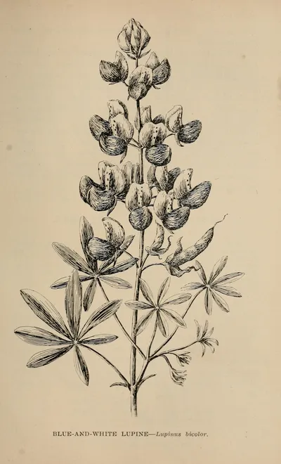 Miniature Lupine