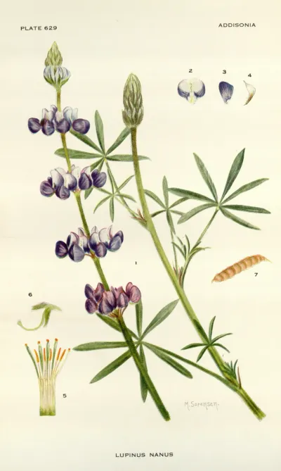 Sky Lupine