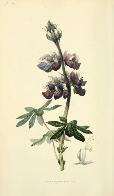 Nootka Lupine