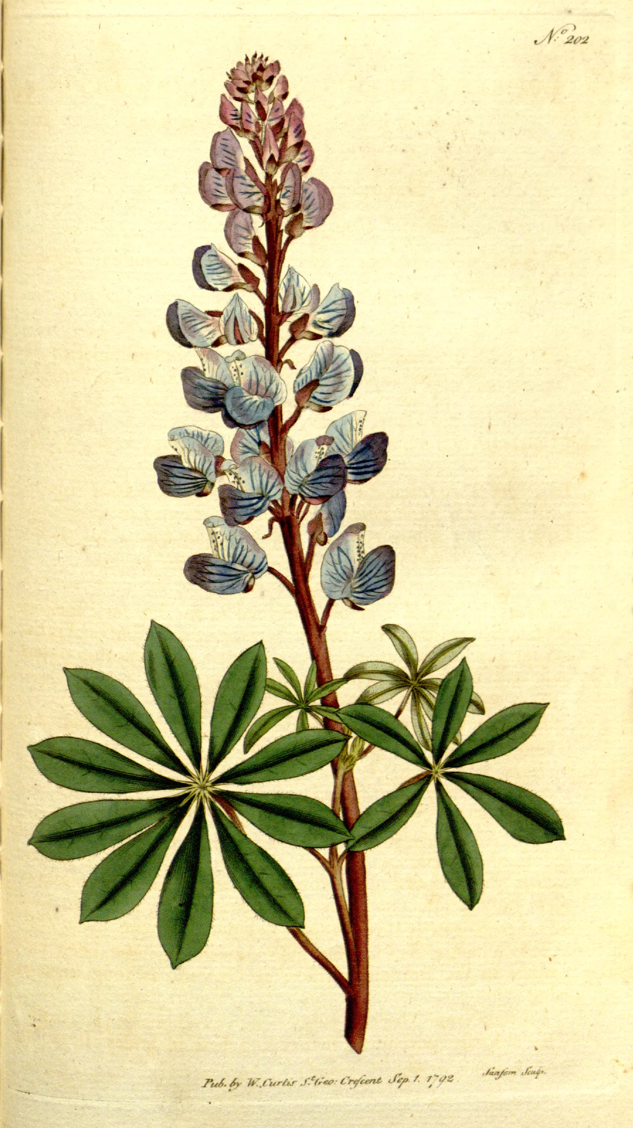Sundial Lupine (Lupinus perennis)