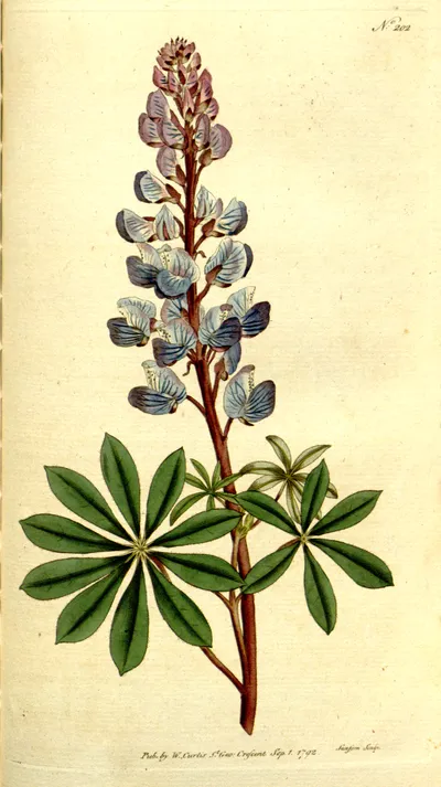 Sundial Lupine