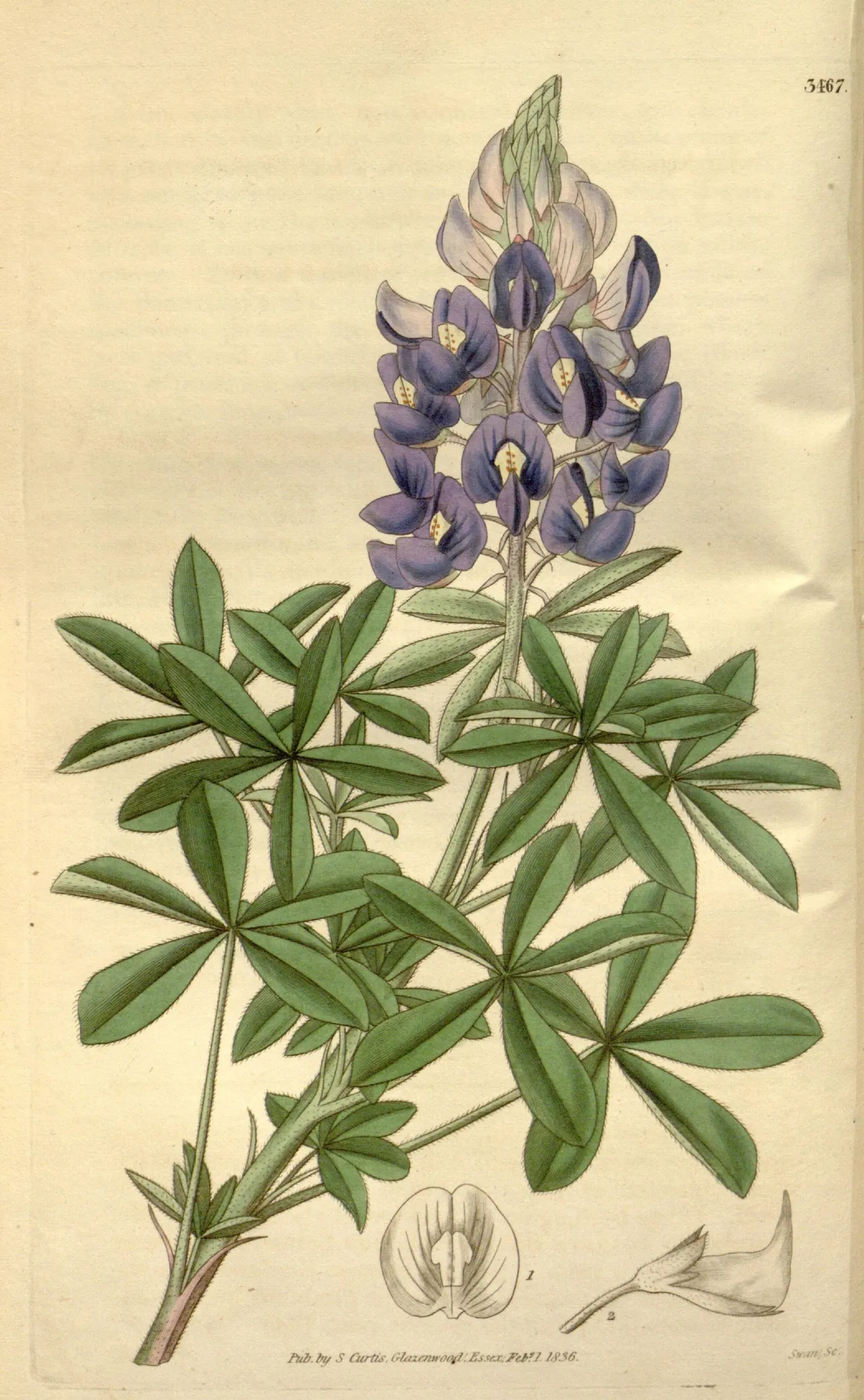 Sandyland Bluebonnet (Lupinus subcarnosus)
