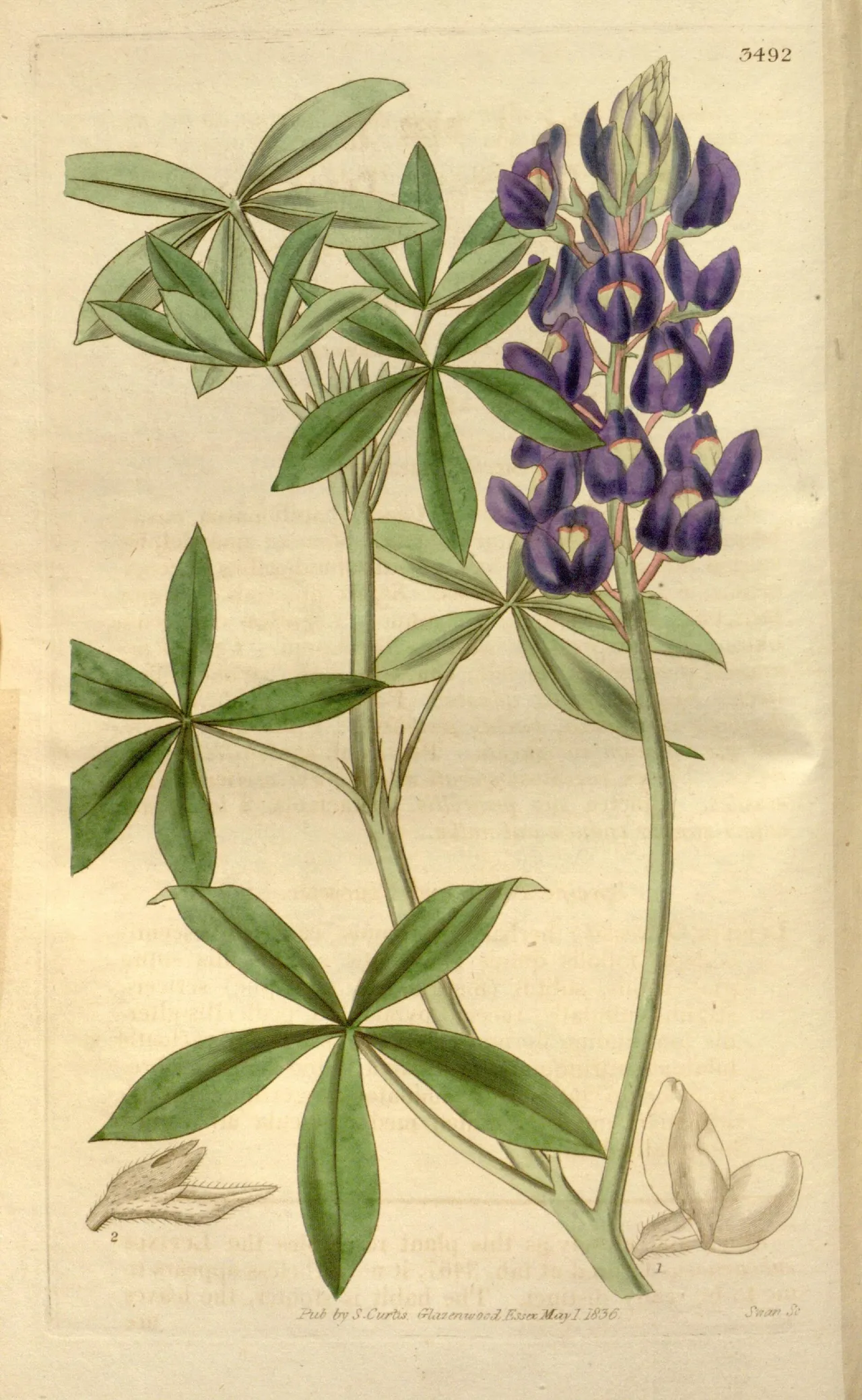 Texas bluebonnet (Lupinus texensis)