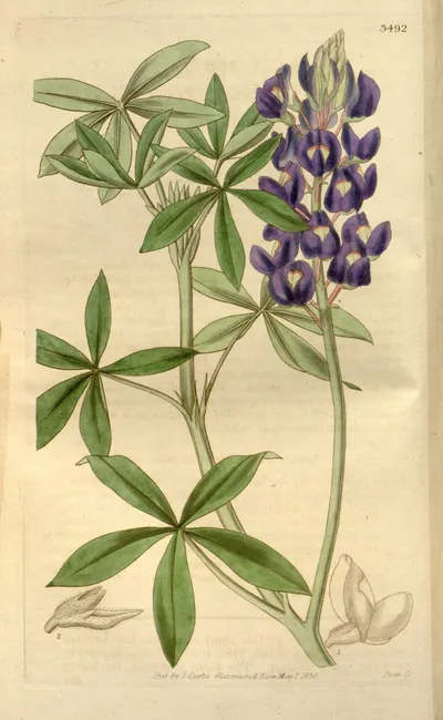 Texas bluebonnet