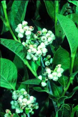 He-huckleberry (Lyonia ligustrina)