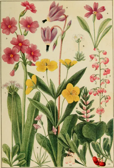 Fringed loosestrife