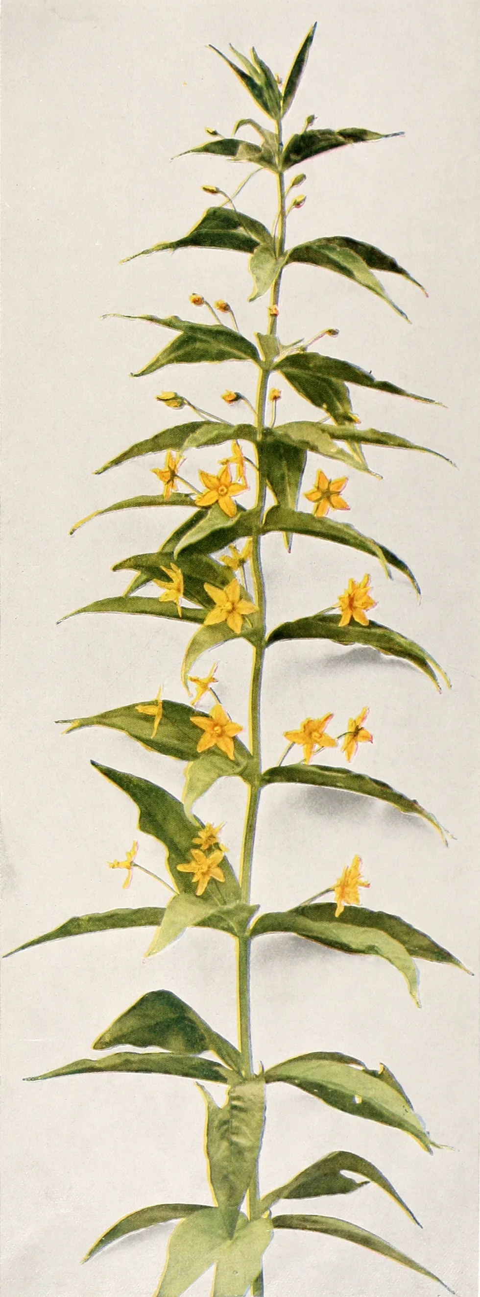 Whorled loosestrife (Lysimachia quadrifolia)