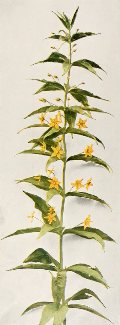 Whorled loosestrife