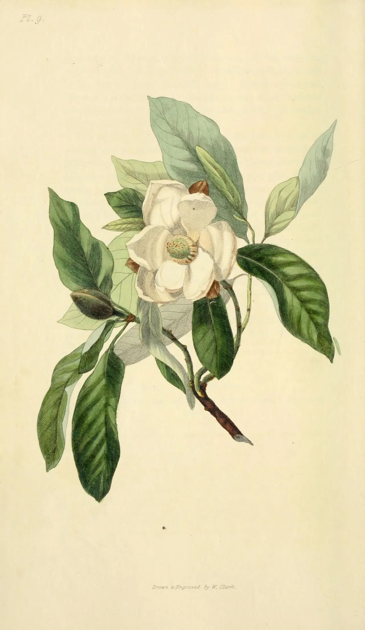 Sweetbay magnolia (Magnolia virginiana)