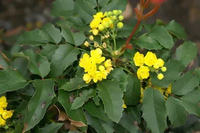 Hollyleaved barberry