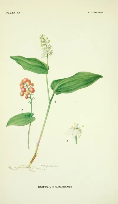 Canada mayflower