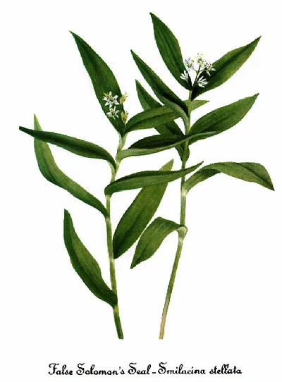 Star-flowered lily-of-the-valley