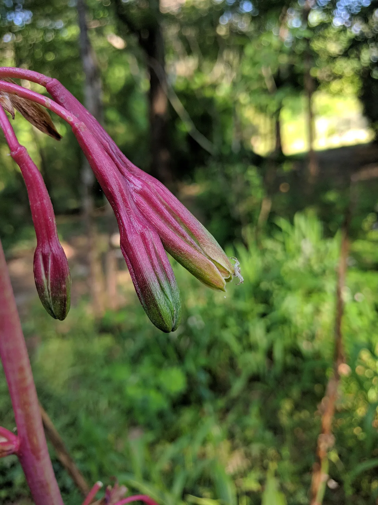 Eastern False Aloe (Manfreda virginica)