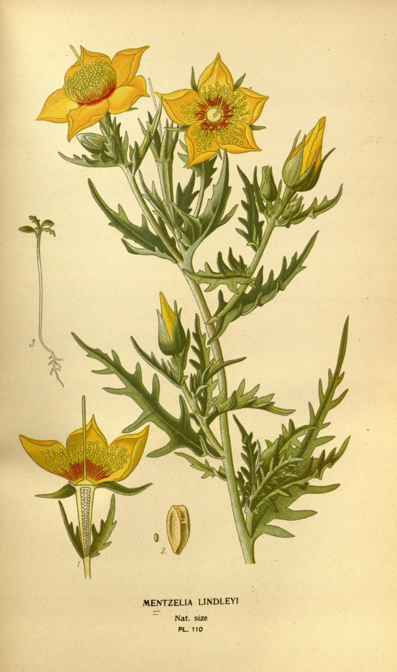 Lindley's blazingstar (Mentzelia lindleyi)