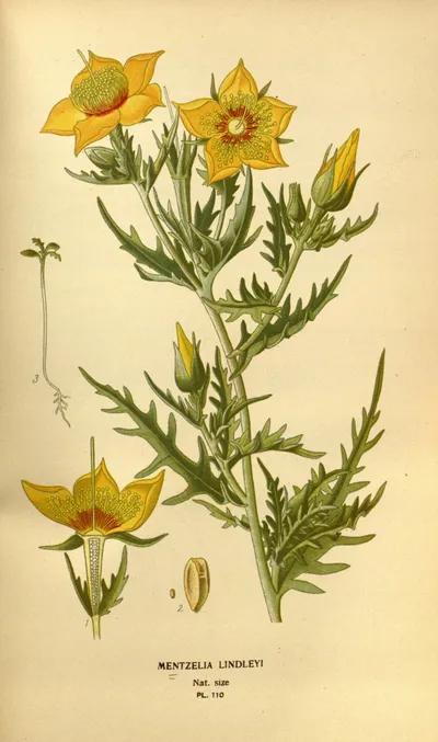Lindley's blazingstar