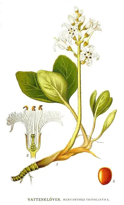 Bogbean