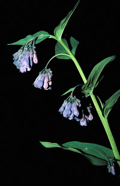 Mountain bluebells