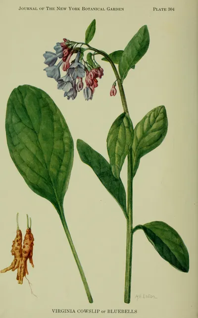Virginia bluebells