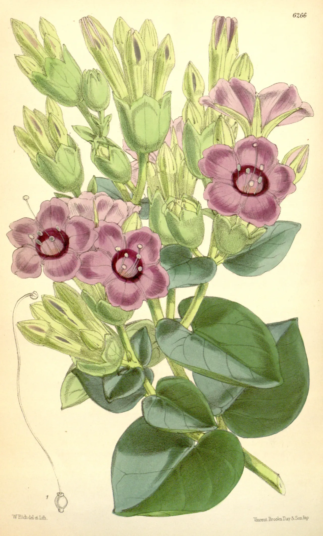 Colorado Four o'Clock (Mirabilis multiflora)
