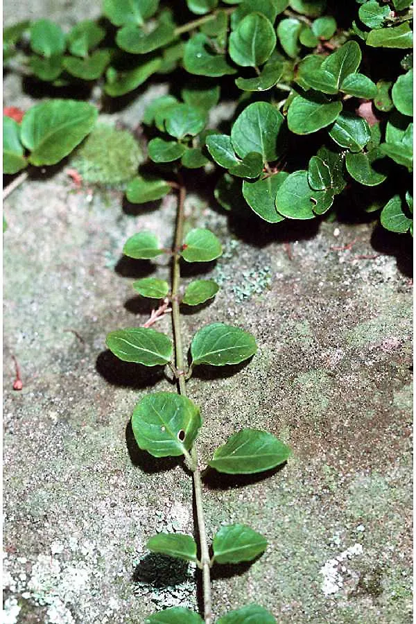 Partridgeberry (Mitchella repens)