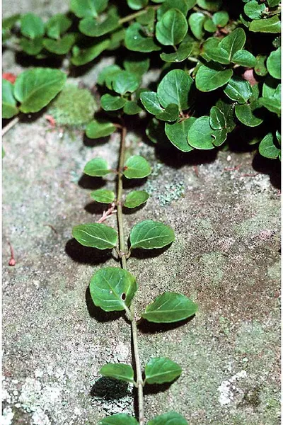 Partridgeberry