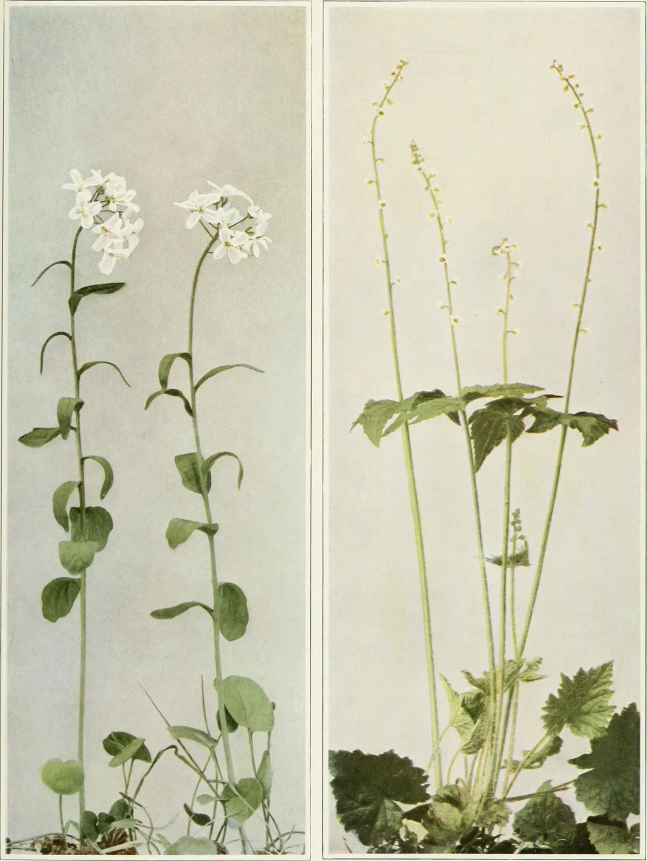 Twoleaf miterwort (Mitella diphylla)