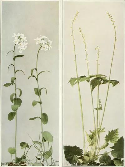 Twoleaf miterwort
