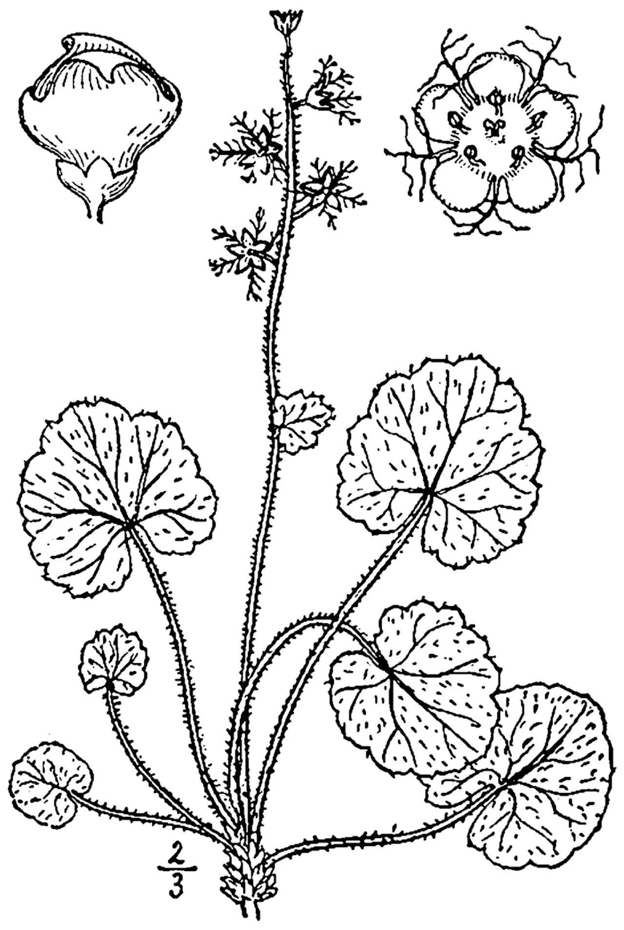 Naked bishop's cap (Mitella nuda)