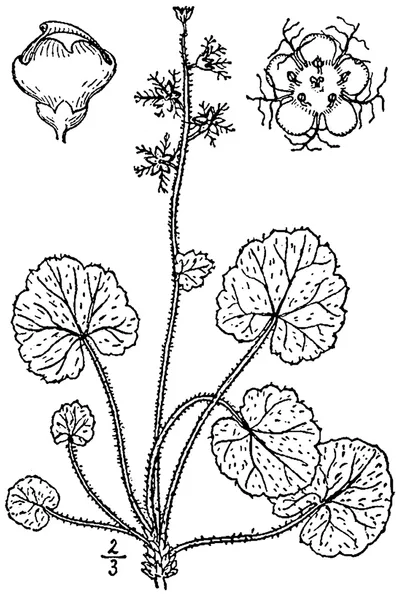 Naked bishop's cap