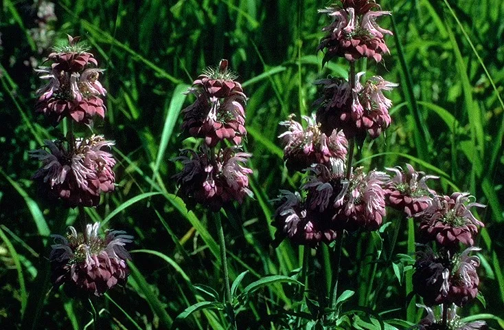 Lemon beebalm (Monarda citriodora)
