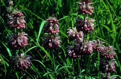 Lemon beebalm