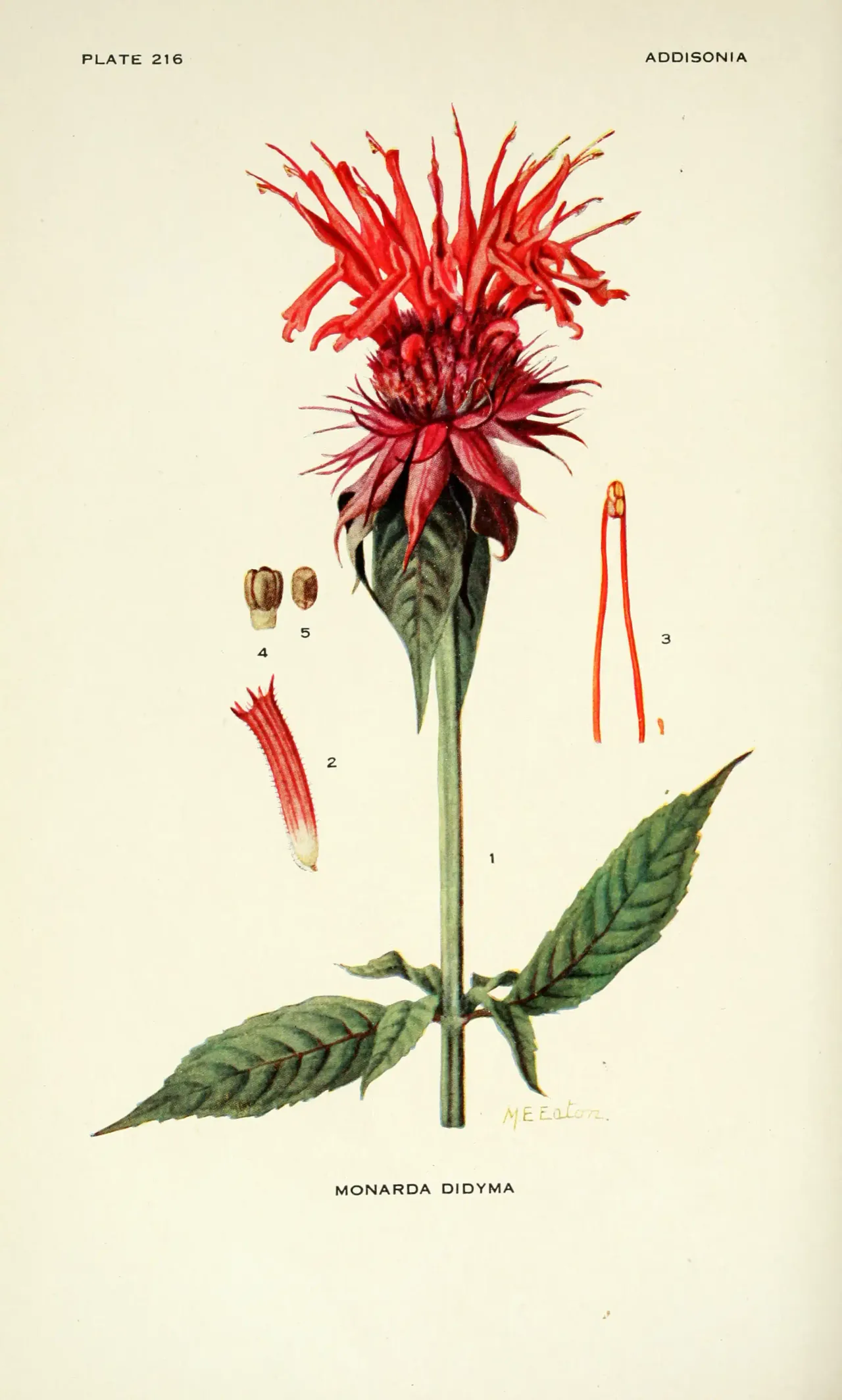 Scarlet Beebalm (Monarda didyma)