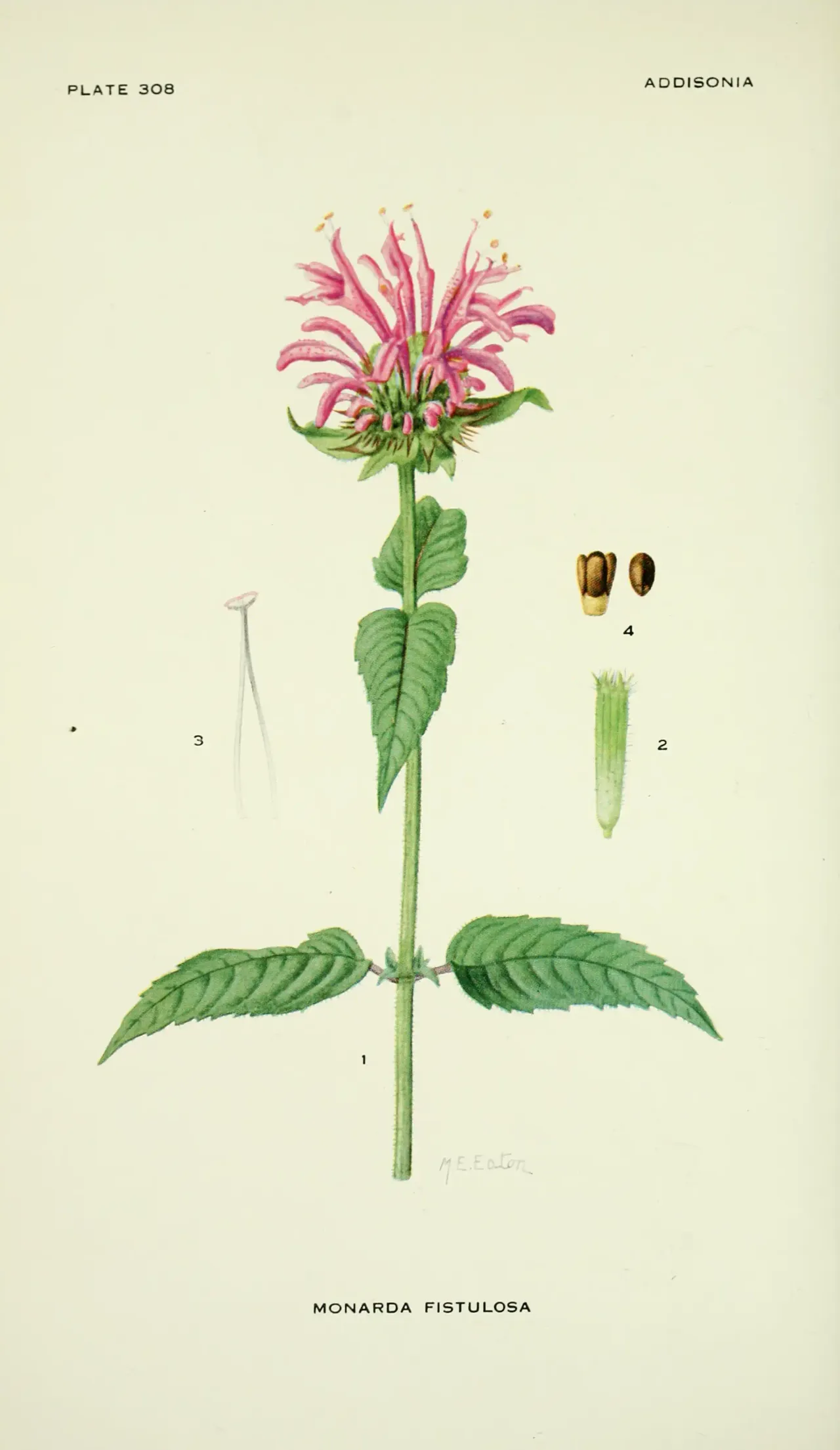Wild bergamot (Monarda fistulosa)