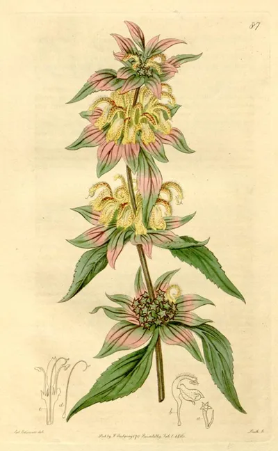 Spotted horsemint
