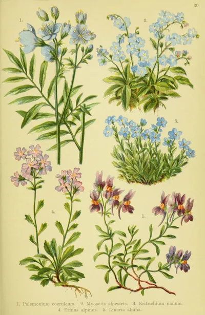Mountain forget-me-not