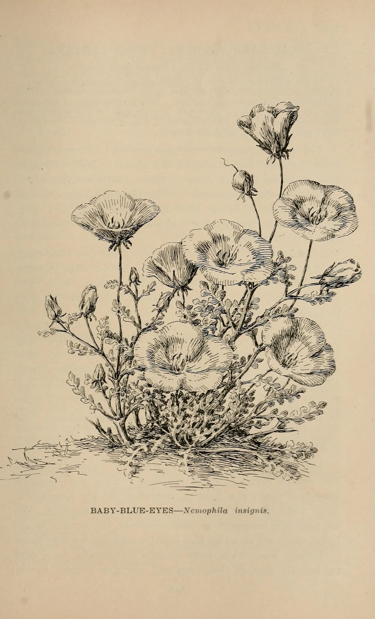 Fivespot (Nemophila maculata)