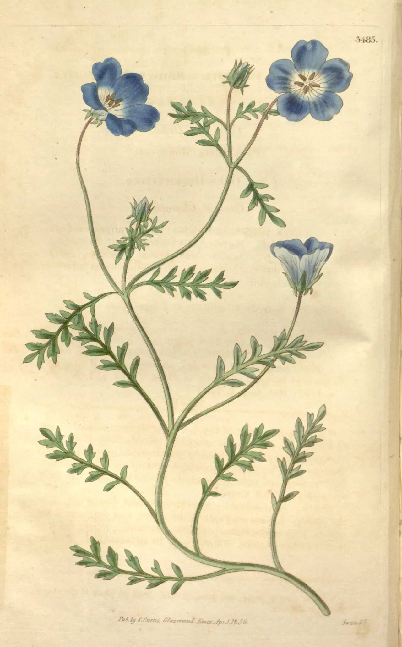 Menzies' baby blue eyes (Nemophila menziesii)
