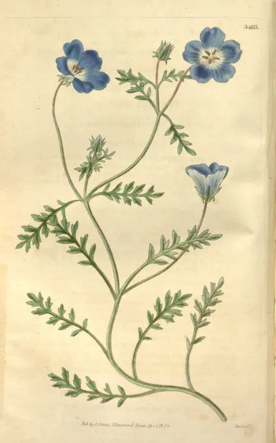 Menzies' baby blue eyes
