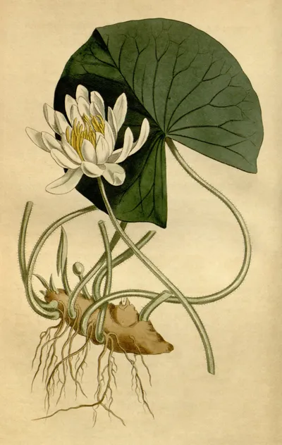American white waterlily