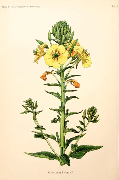 Common evening-primrose