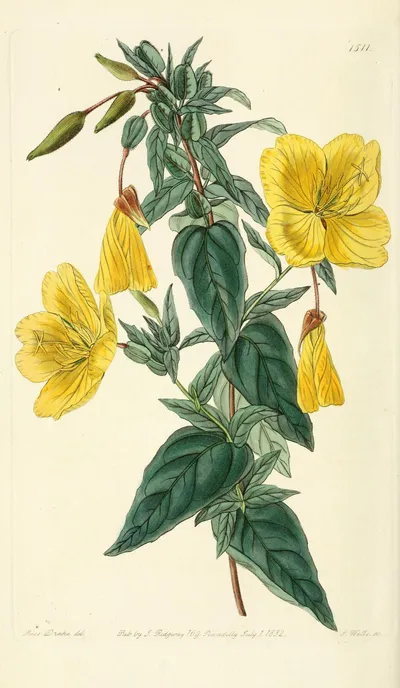 Narrowleaf evening primrose